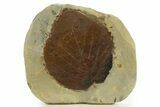 Fossil Leaf (Davidia) - Montana #327208-1